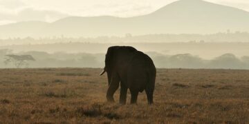 Source: Sean Miller is set to add Kenya Hunter to Texas basketball coaching staff – 247Sports