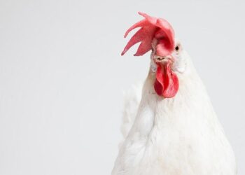 Annual $400 million imports of chicken is a shame — Mahama – Modern Ghana