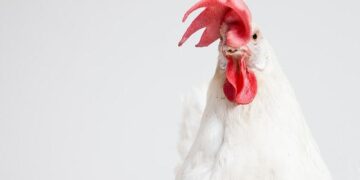 Annual $400 million imports of chicken is a shame — Mahama – Modern Ghana