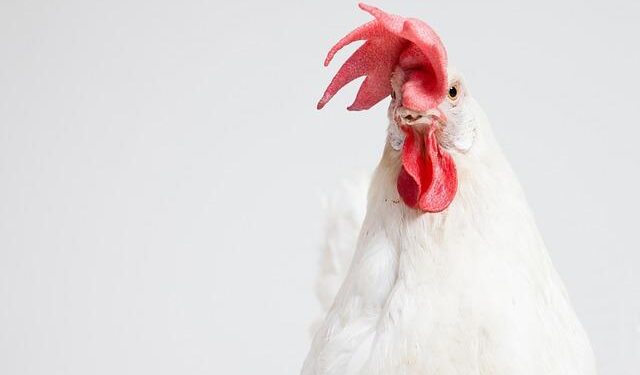 Annual $400 million imports of chicken is a shame — Mahama – Modern Ghana