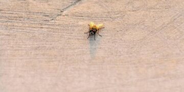 Cholera spreading across Angola, with more than 8,500 cases – CIDRAP