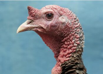 80-year-old allegedly shoots, kills fellow turkey hunter: Sheriff – ABC News