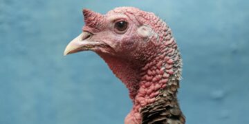 80-year-old allegedly shoots, kills fellow turkey hunter: Sheriff – ABC News