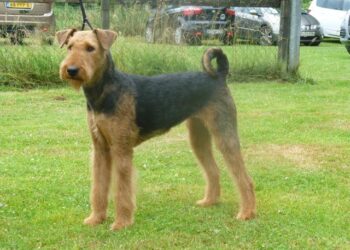 Terrier Betty completes ‘full house’ of UK summits – BBC