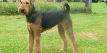 Terrier Betty completes ‘full house’ of UK summits – BBC