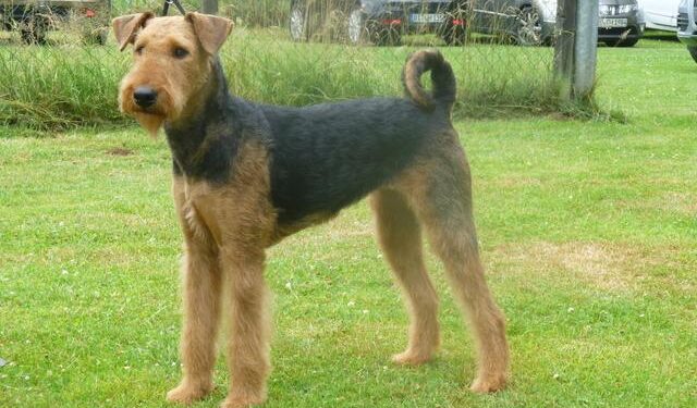 Terrier Betty completes ‘full house’ of UK summits – BBC