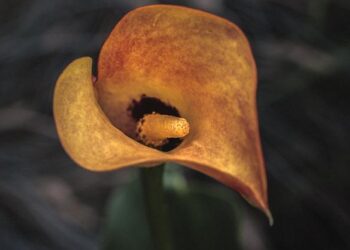 Kallas visits Western Balkans: There are no shortcuts to EU membership – European Western Balkans