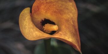 Kallas visits Western Balkans: There are no shortcuts to EU membership – European Western Balkans