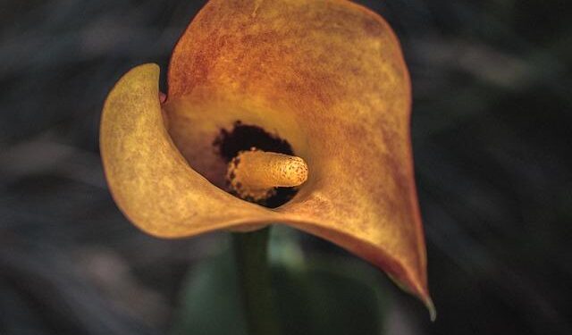 Kallas visits Western Balkans: There are no shortcuts to EU membership – European Western Balkans