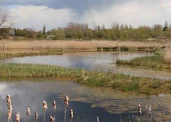 McCann Worldgroup names Brandon Cheung Southeast Asia CEO – Campaign Asia