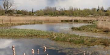 McCann Worldgroup names Brandon Cheung Southeast Asia CEO – Campaign Asia