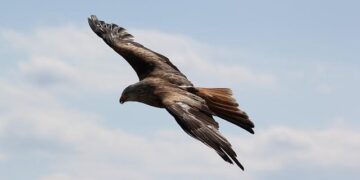 Flying Eagles now to confront Tunisia, Kenya and Morocco – Daily Trust