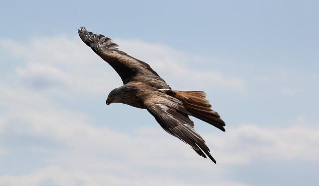 Flying Eagles now to confront Tunisia, Kenya and Morocco – Daily Trust