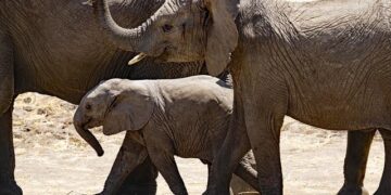 Tanzania: Protect Right to Education in Pregnancy, Parenthood – Human Rights Watch