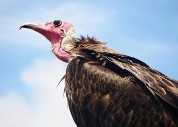 Sierra Leone’s Mining Growth Paves the Way for Industrialization – Forbes Africa