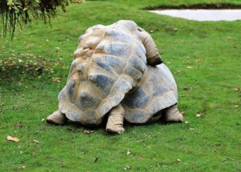 Randy Neller Obituary (1956 – 2024) – St. Helena, CA – St. Helena Star – Legacy.com