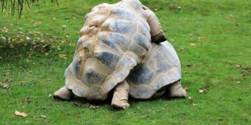 Randy Neller Obituary (1956 – 2024) – St. Helena, CA – St. Helena Star – Legacy.com