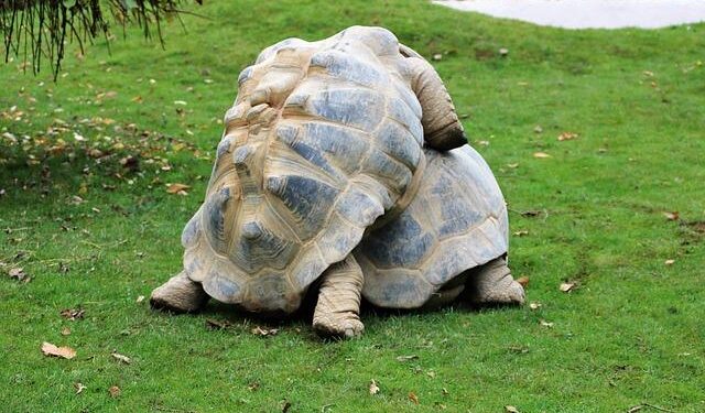 Randy Neller Obituary (1956 – 2024) – St. Helena, CA – St. Helena Star – Legacy.com