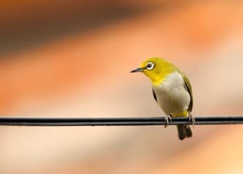 ‘The Wire’ Deserves a Reunion. Inside One Man’s Push to Make It Happen – Rolling Stone