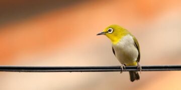 ‘The Wire’ Deserves a Reunion. Inside One Man’s Push to Make It Happen – Rolling Stone