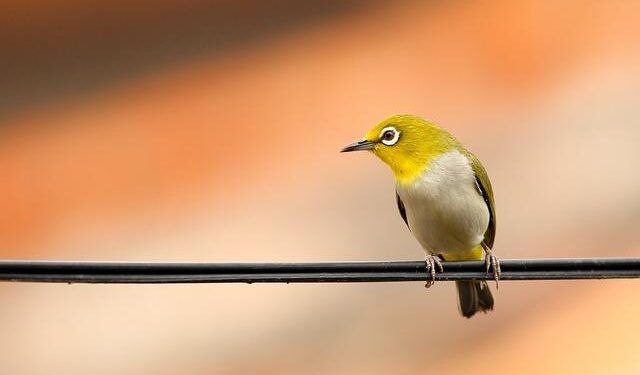 ‘The Wire’ Deserves a Reunion. Inside One Man’s Push to Make It Happen – Rolling Stone