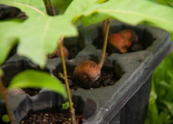 Collaborative reforestation in Malawi supports ag, climate adaptation – Cornell Chronicle