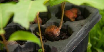 Collaborative reforestation in Malawi supports ag, climate adaptation – Cornell Chronicle