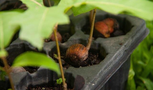 Collaborative reforestation in Malawi supports ag, climate adaptation – Cornell Chronicle