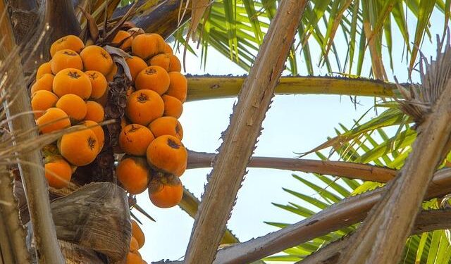 Hopefully we will win – Nigeria’s Frank Onyeka on facing Ghana in Unity Cup – GhanaWeb