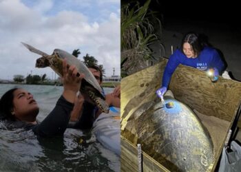Meet Alphina Liusamoa, Sea Turtle Biologist in American Samoa – NOAA Fisheries (.gov)