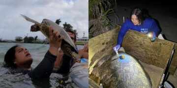 Meet Alphina Liusamoa, Sea Turtle Biologist in American Samoa – NOAA Fisheries (.gov)