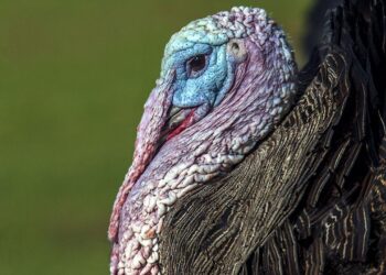 turkey – WV News