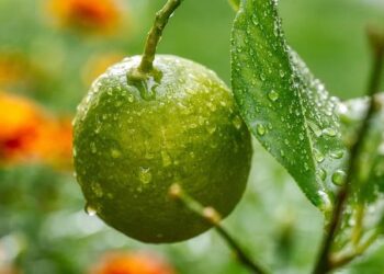 All about 125-year-old extradition treaty India is using to bring Mehul Choksi from Belgium – MSN