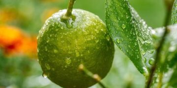 All about 125-year-old extradition treaty India is using to bring Mehul Choksi from Belgium – MSN