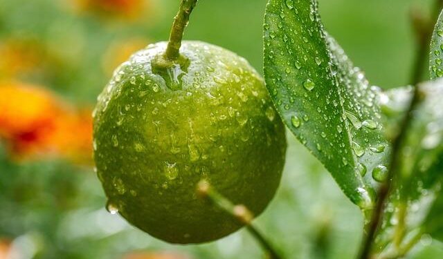 All about 125-year-old extradition treaty India is using to bring Mehul Choksi from Belgium – MSN