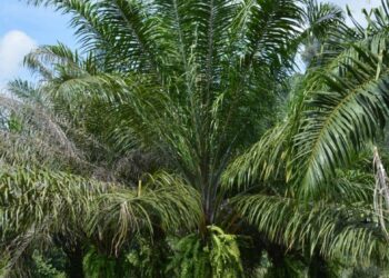 New allegations of abuse against oil palm giant Socfin in Cameroon – Mongabay
