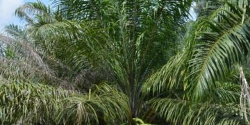 New allegations of abuse against oil palm giant Socfin in Cameroon – Mongabay