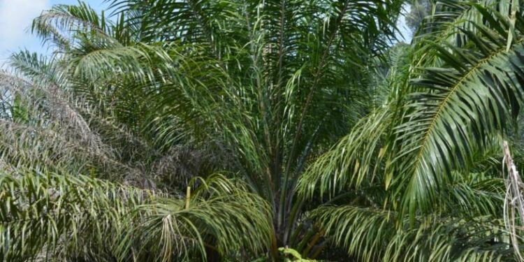 New allegations of abuse against oil palm giant Socfin in Cameroon – Mongabay