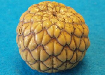 Vanuatu Government cancels fraudulently acquired passports of Chinese nationals – Islands Business