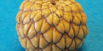 Vanuatu Government cancels fraudulently acquired passports of Chinese nationals – Islands Business