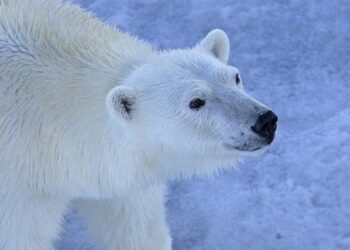 The ocean ‘belongs to all of us’: Interview with Palau President Whipps – Mongabay