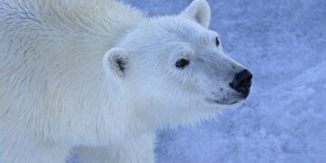 The ocean ‘belongs to all of us’: Interview with Palau President Whipps – Mongabay