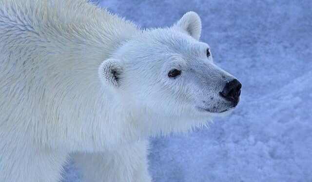 The ocean ‘belongs to all of us’: Interview with Palau President Whipps – Mongabay