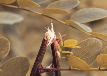 Canceled … in Finland – Tablet Magazine