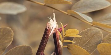 Canceled … in Finland – Tablet Magazine