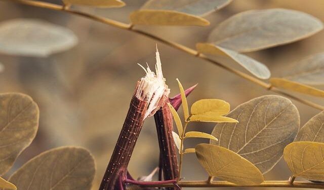 Canceled … in Finland – Tablet Magazine