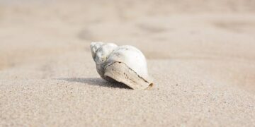 Shell secures Bulgarian exploration acreage – Upstream Online