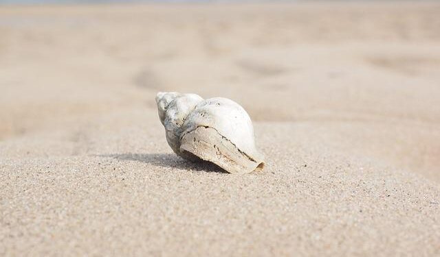 Shell secures Bulgarian exploration acreage – Upstream Online