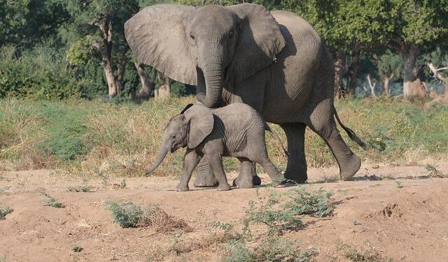 Zimbabwe, President Mnangagwa, Blessed Geza and the drama of succession – BBC