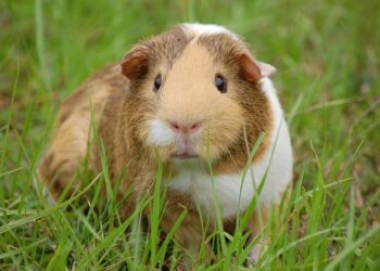 Jimmy Carter made eradicating Guinea worm disease a top mission – AP News